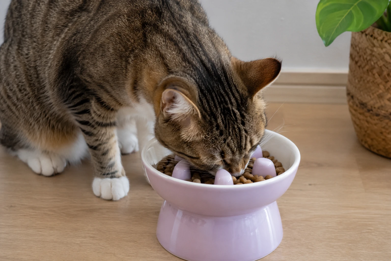 Chat mangeant dans une gamelle anti-glouton