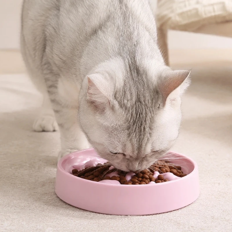 Chat adulte qui mange des croquettes dans sa gamelle anti vomissement